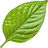 Pink pepper leaf