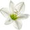 Amazon lily