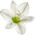 Amazon lily