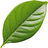 Gardenia leaf