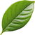 Gardenia leaf