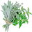 Herbaceous notes