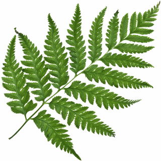 Fern