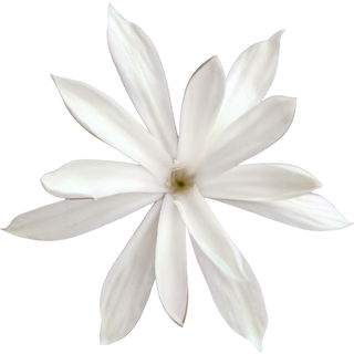 Jasminum nitidum