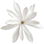 Jasminum nitidum