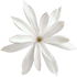 Jasminum nitidum