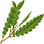 Sweetfern