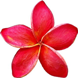 rote Champaka