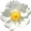 Bibernell-Rose
