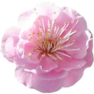 japanische Umeblüte