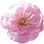 Umeblüte