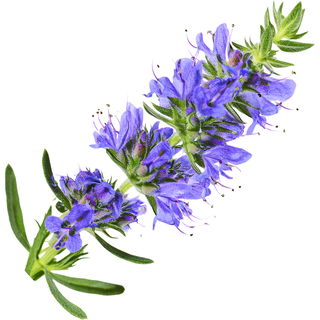 Hyssop