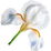 weiße Iris