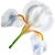 weiße Iris