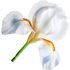 Tuscan white iris