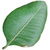 Pistazienblatt