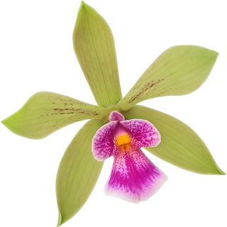 Encyclia-Mooreana-Orchidee