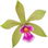 Encyclia mooreana orchid