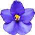 African violet