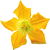 Gurkenblüte