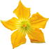 Gurkenblüte