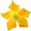 Cucumber blossom