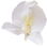 Ginger lily