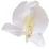 Ginger lily