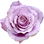 Blue-Moon-Rose