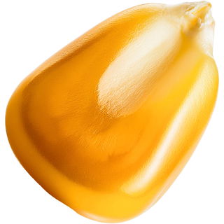 Sweet corn