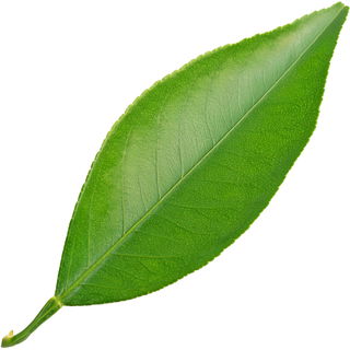 Mandarin  orange tree