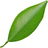 Mandarin orange leaf
