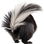 Skunk accord