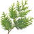 Arborvitae