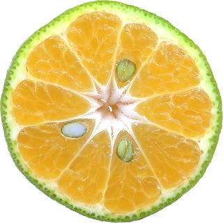 Kabosu
