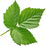 Brombeerblatt