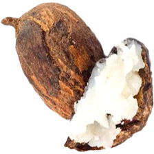 Shea nut