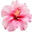 Hibiskus