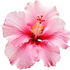 Hibiskus