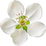 Pear blossom