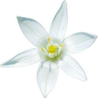 Star-of-Bethlehem