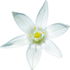Star-of-Bethlehem