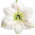 weiße Amaryllis