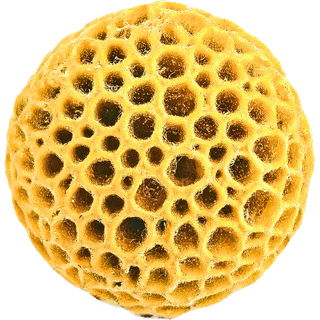 Magnolienpollen