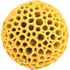 Magnolienpollen