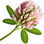 Clover blossom