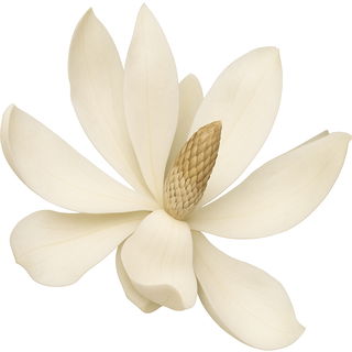 Berg-Magnolie