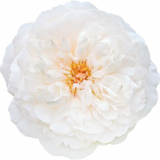 Tea rose