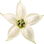 Chili blossom