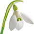Snowdrop